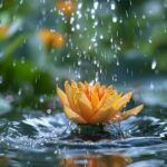water lily rain