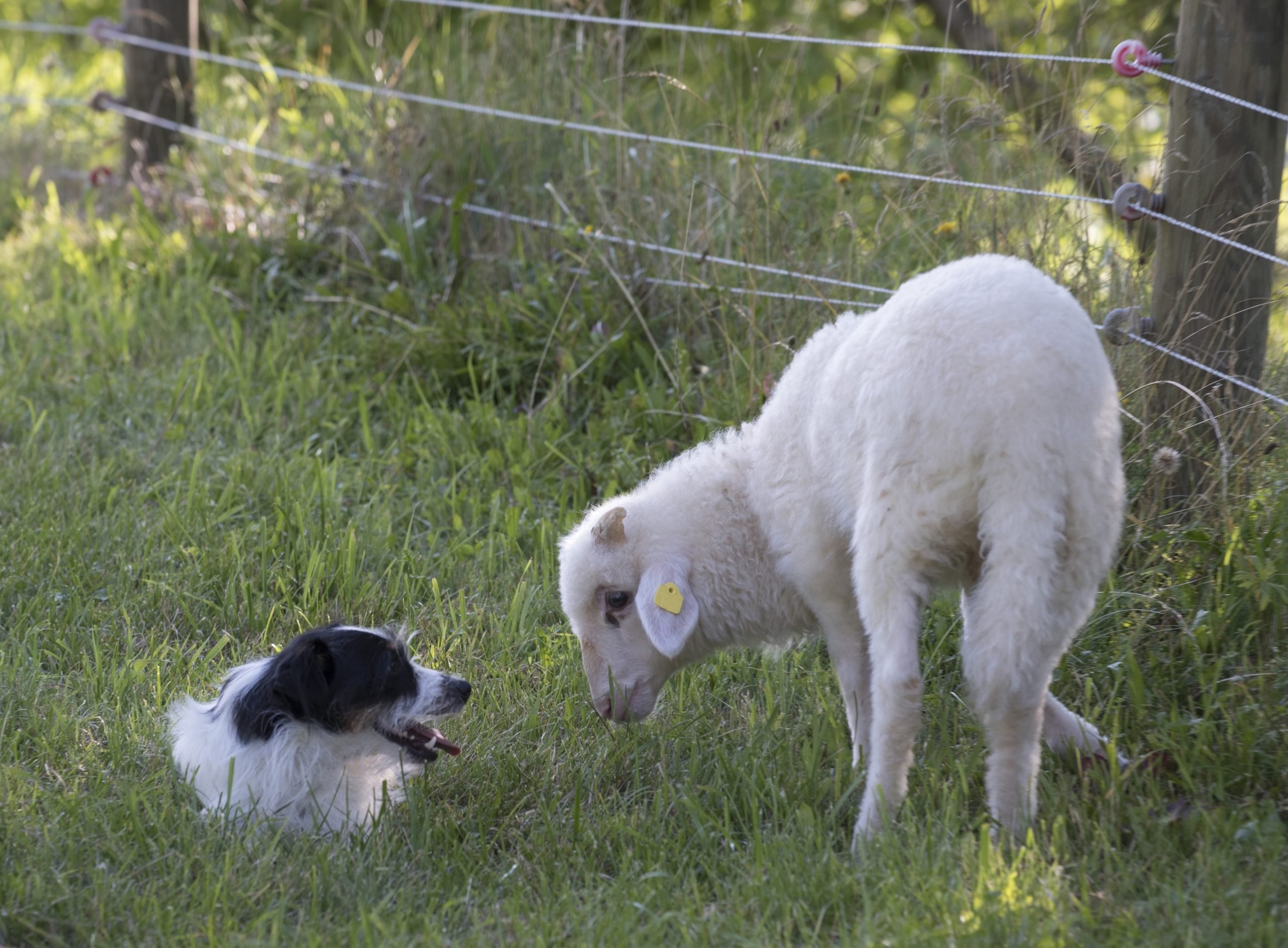 sheep dod with alpine sheep